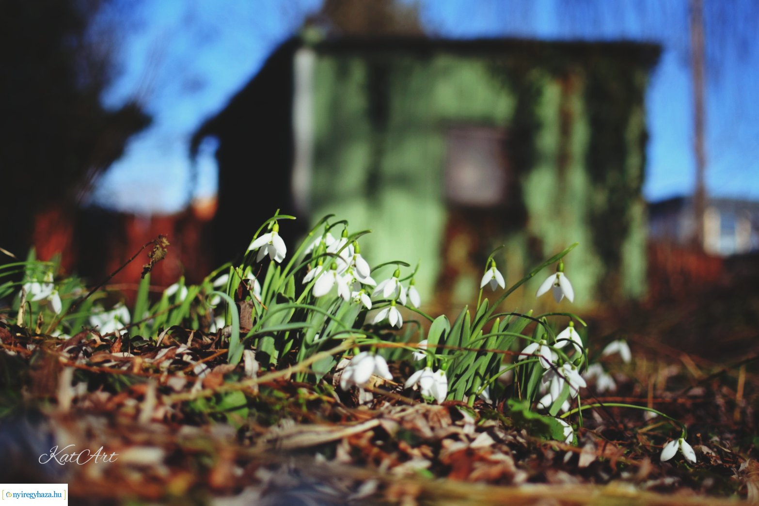 Virágos pillanatok (Fotók: Balázs Katalin)