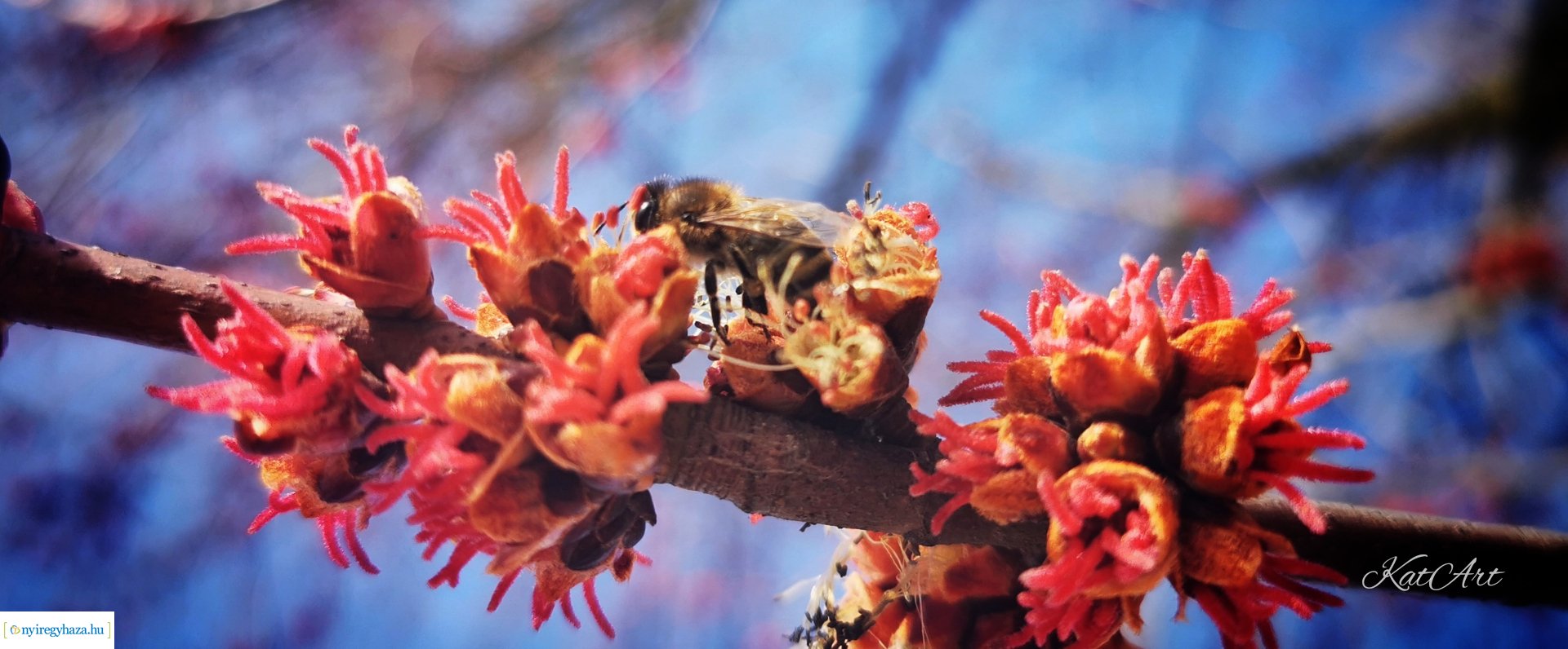 Virágos pillanatok (Fotók: Balázs Katalin)