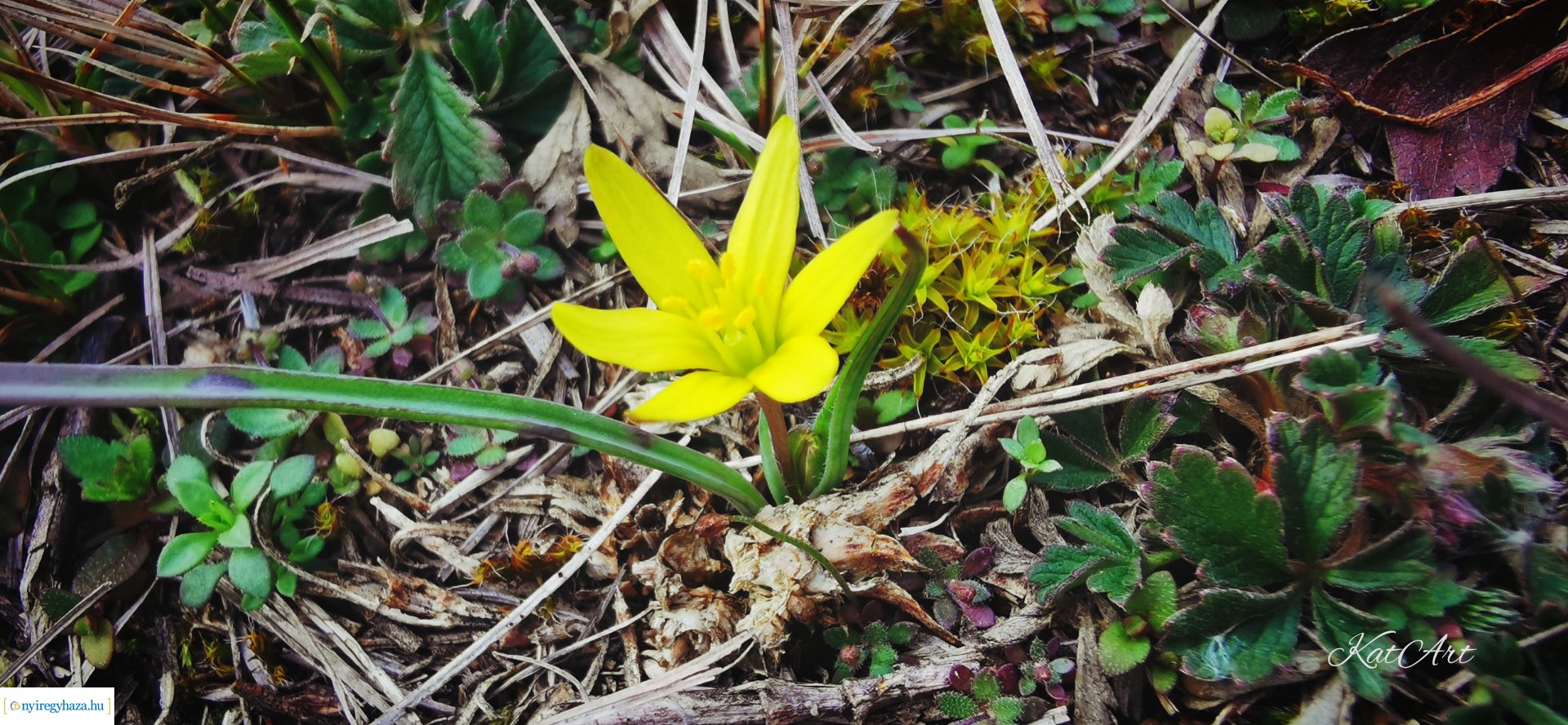 Virágos pillanatok (Fotók: Balázs Katalin)