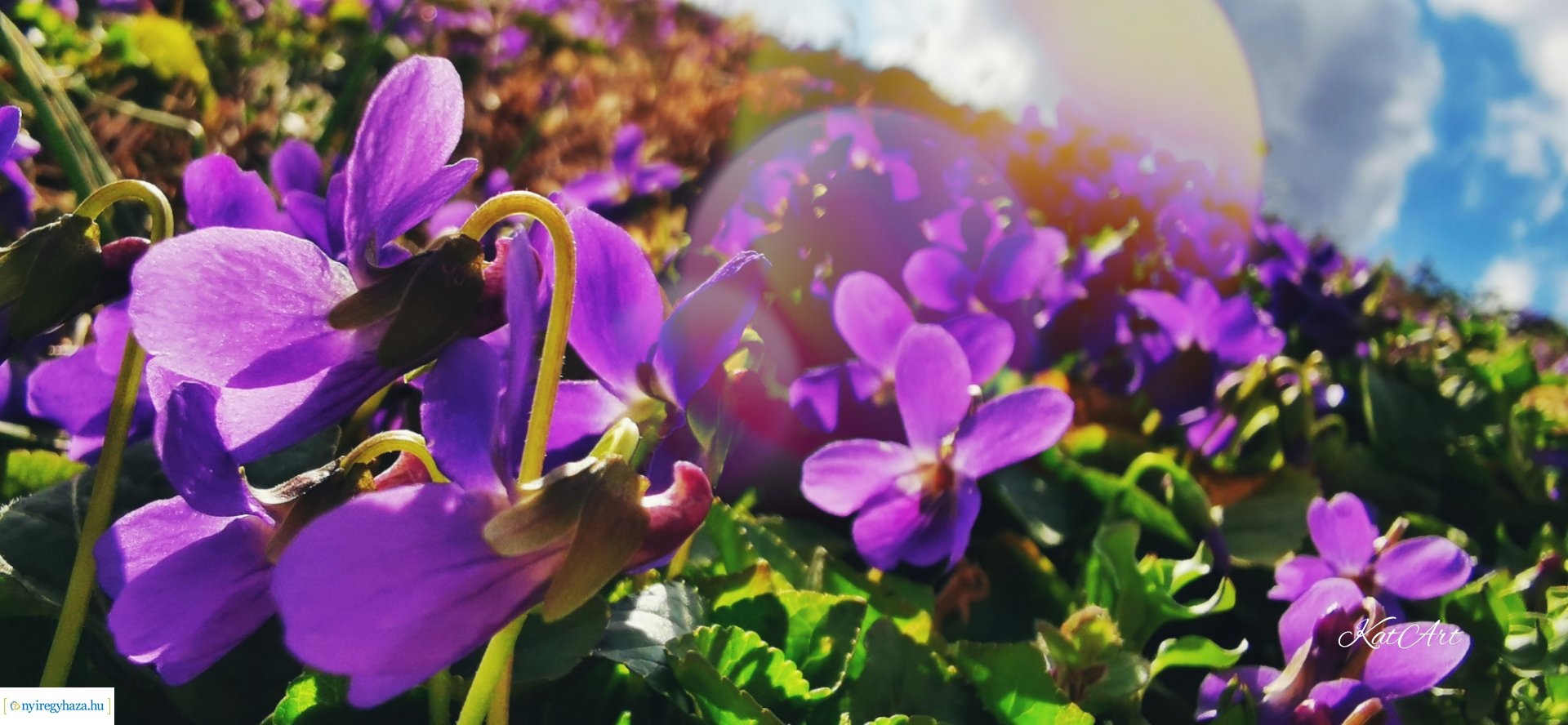 Virágos pillanatok (Fotók: Balázs Katalin)