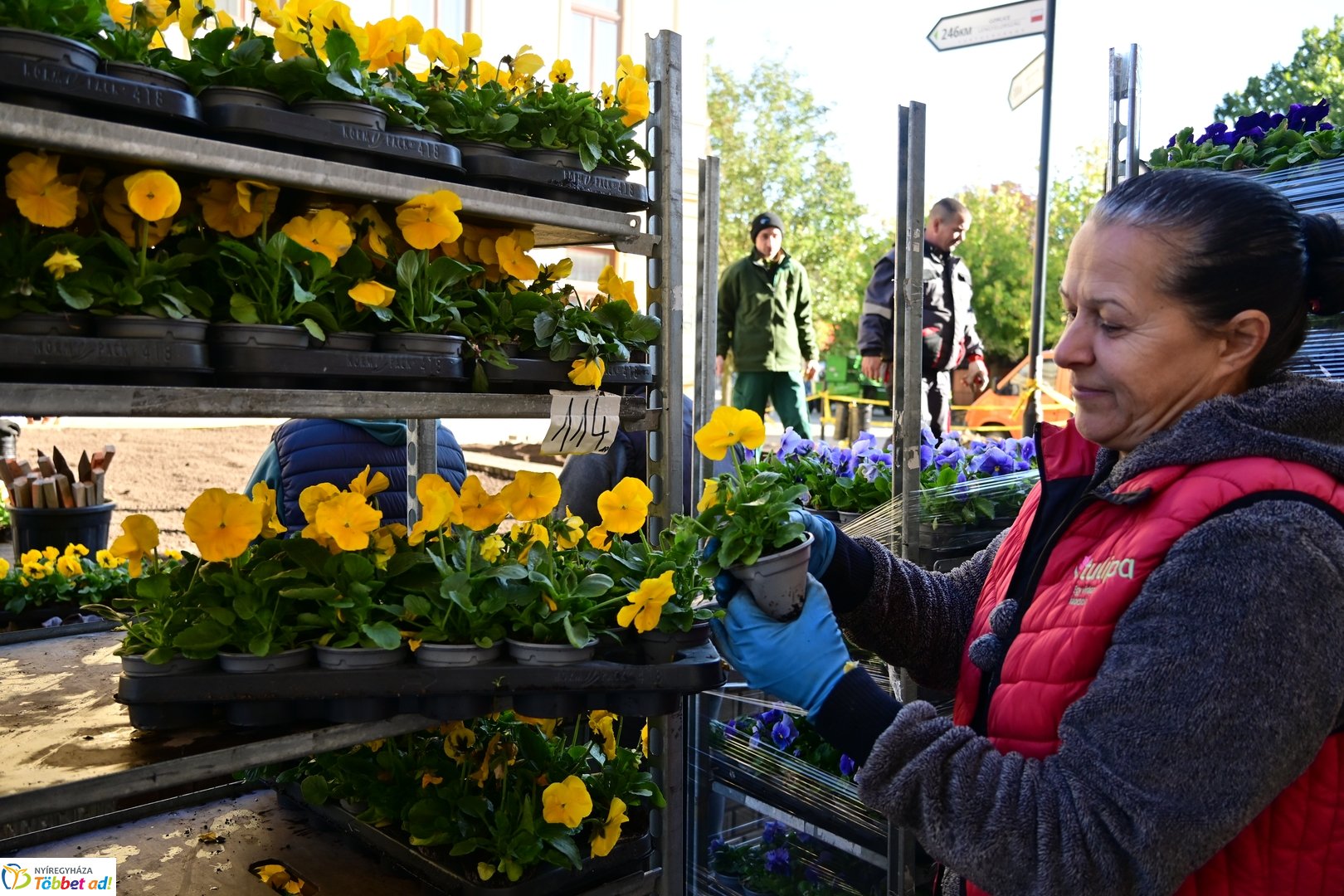 Virágosítás a Kossuth téren  Petőfis diákokkal 2025 októberében