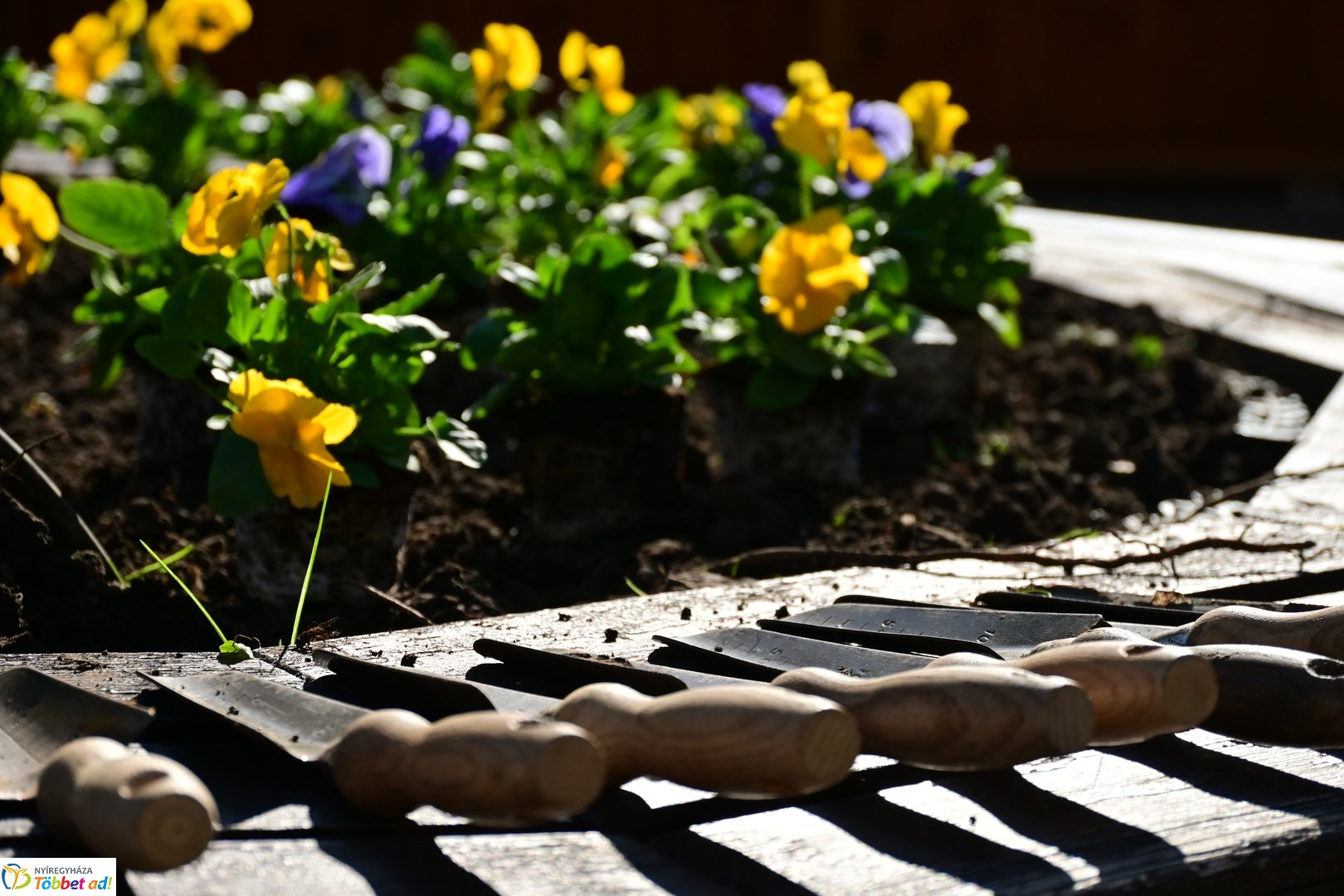 Virágosítás a Kossuth téren  Petőfis diákokkal 2025 októberében