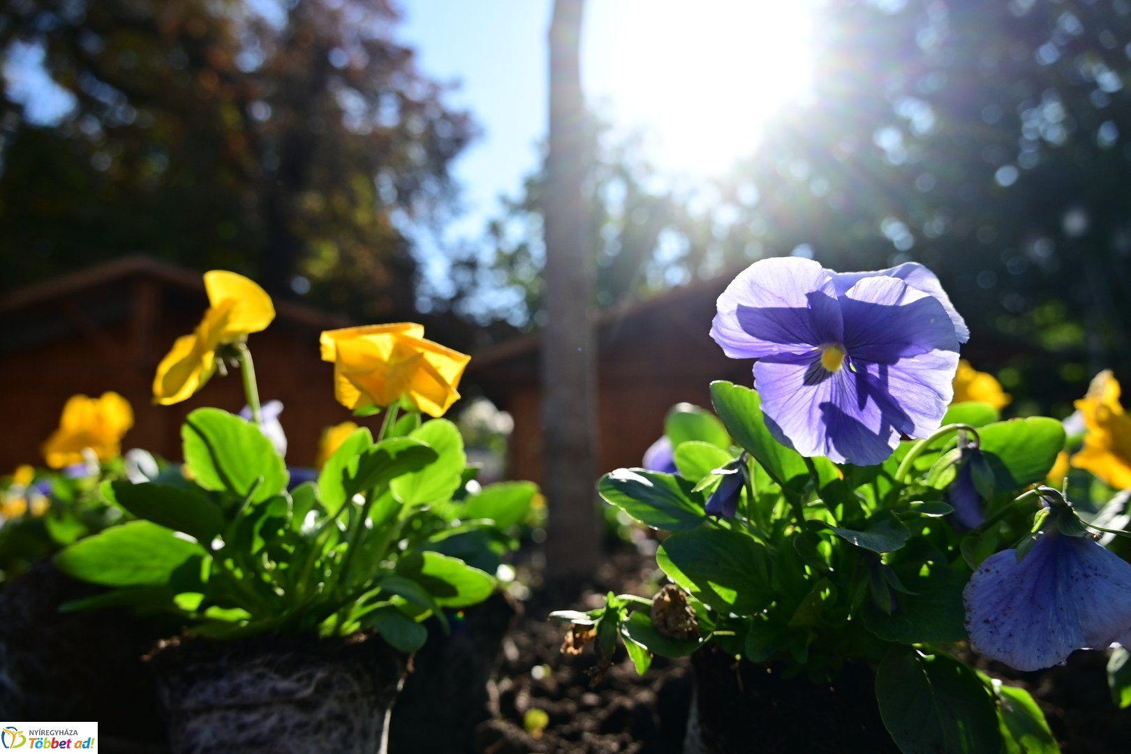 Virágosítás a Kossuth téren  Petőfis diákokkal 2025 októberében