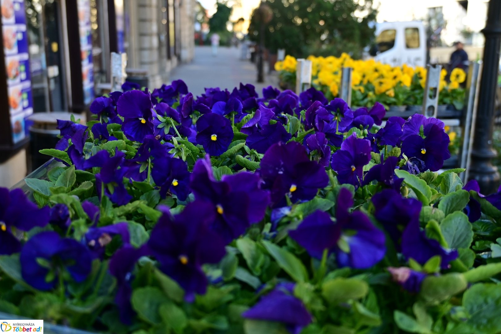 Virágosítás a Kossuth téren  Petőfis diákokkal 2025 októberében