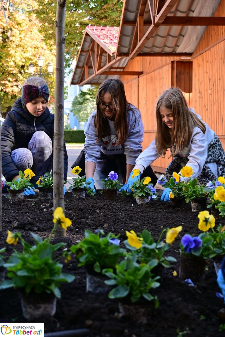Virágosítás a Kossuth téren  Petőfis diákokkal 2025 októberében