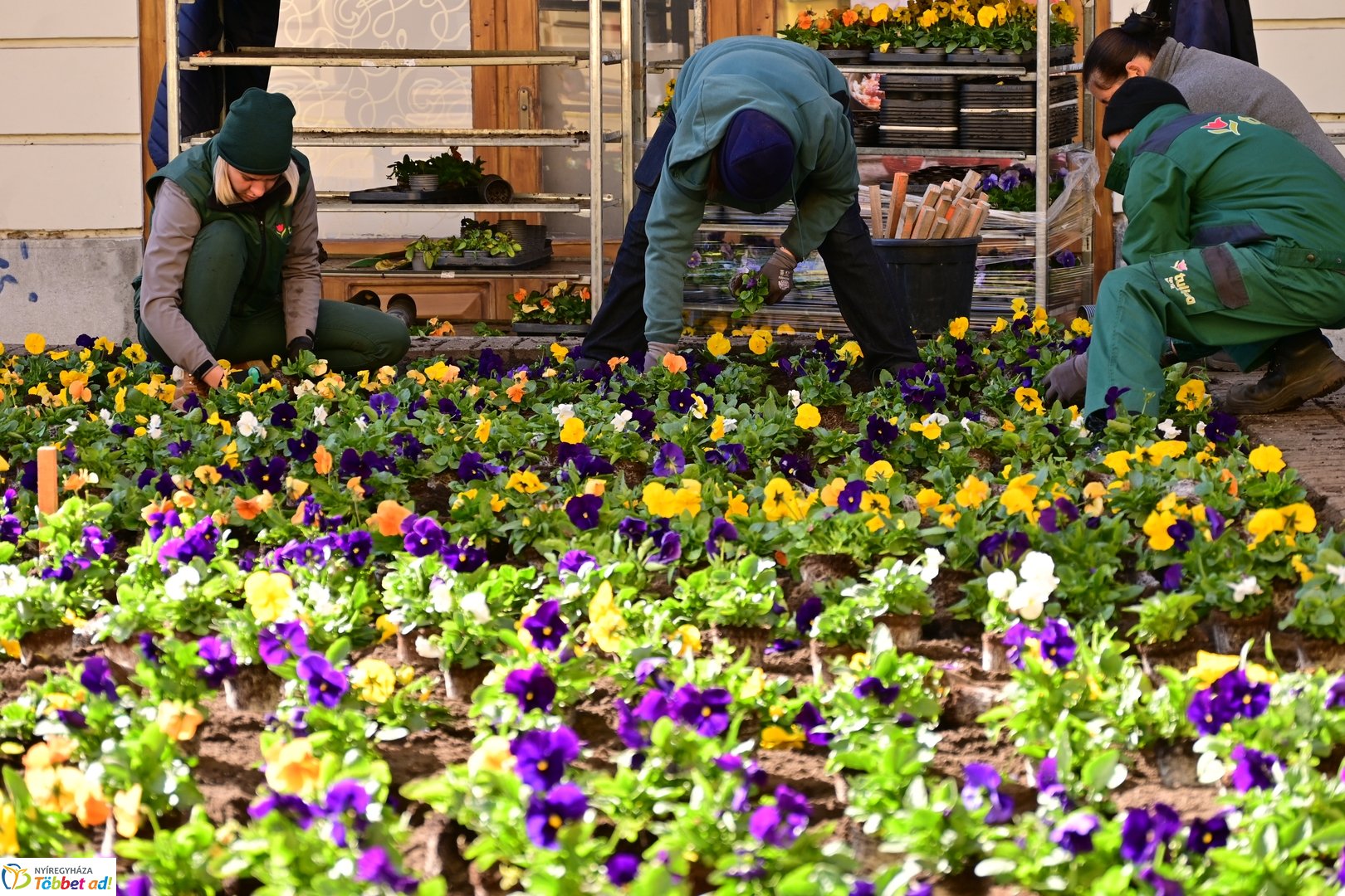 Virágosítás a Kossuth téren  Petőfis diákokkal 2025 októberében