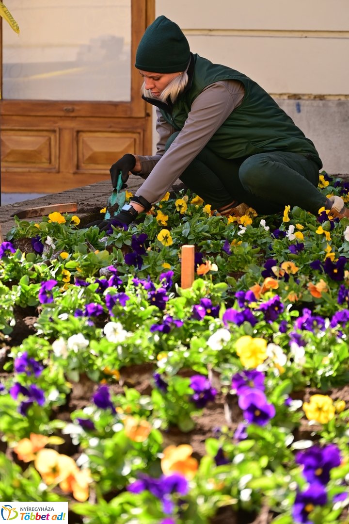 Virágosítás a Kossuth téren  Petőfis diákokkal 2025 októberében