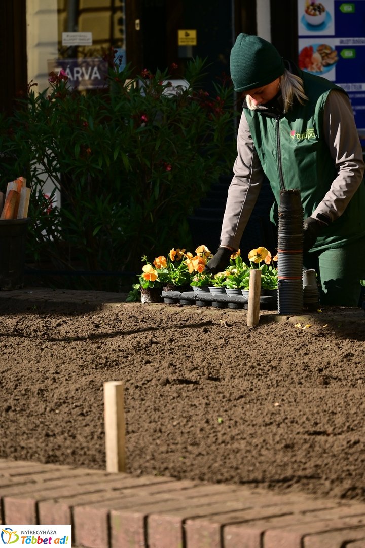 Virágosítás a Kossuth téren  Petőfis diákokkal 2025 októberében