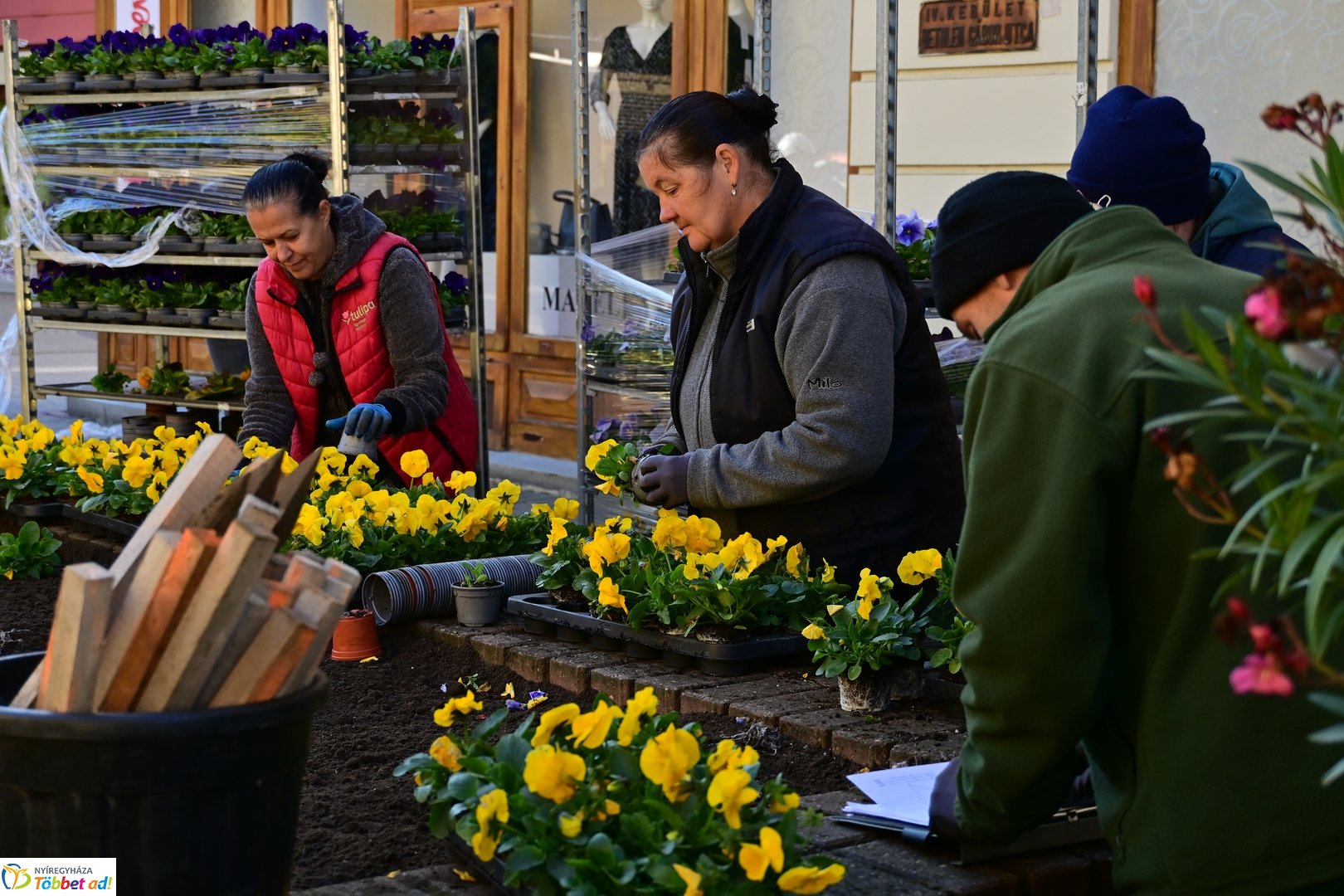 Virágosítás a Kossuth téren  Petőfis diákokkal 2025 októberében