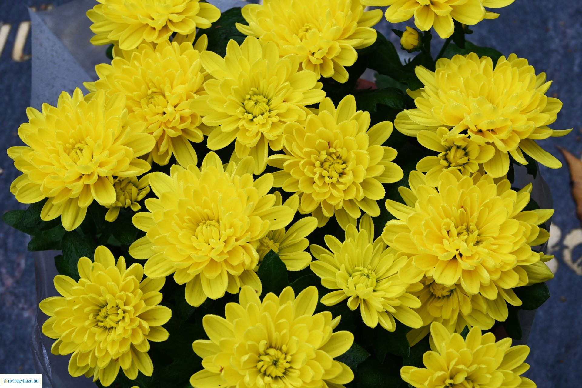 Virágözön az Északi temetőben