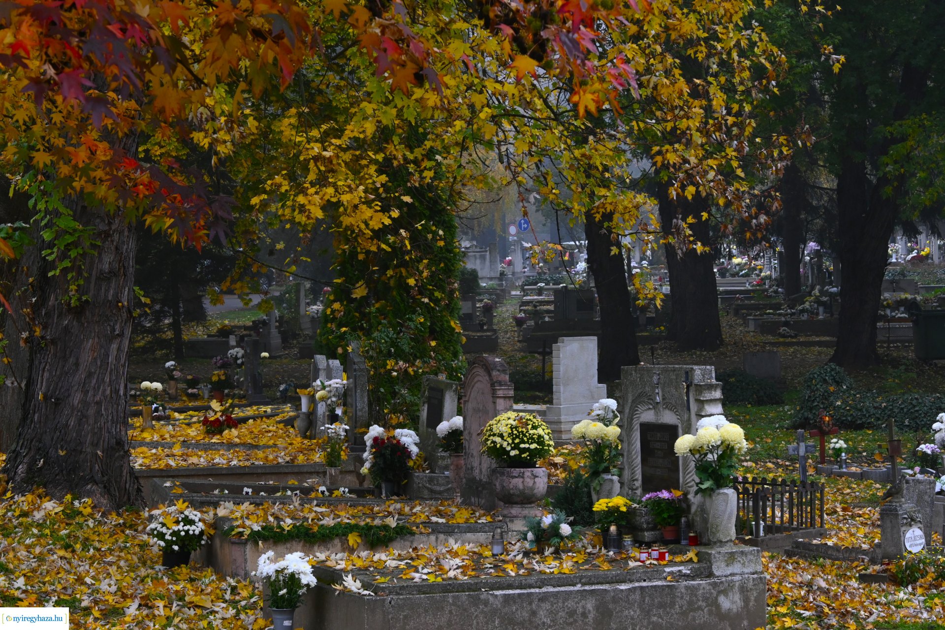 Virágözön az Északi temetőben