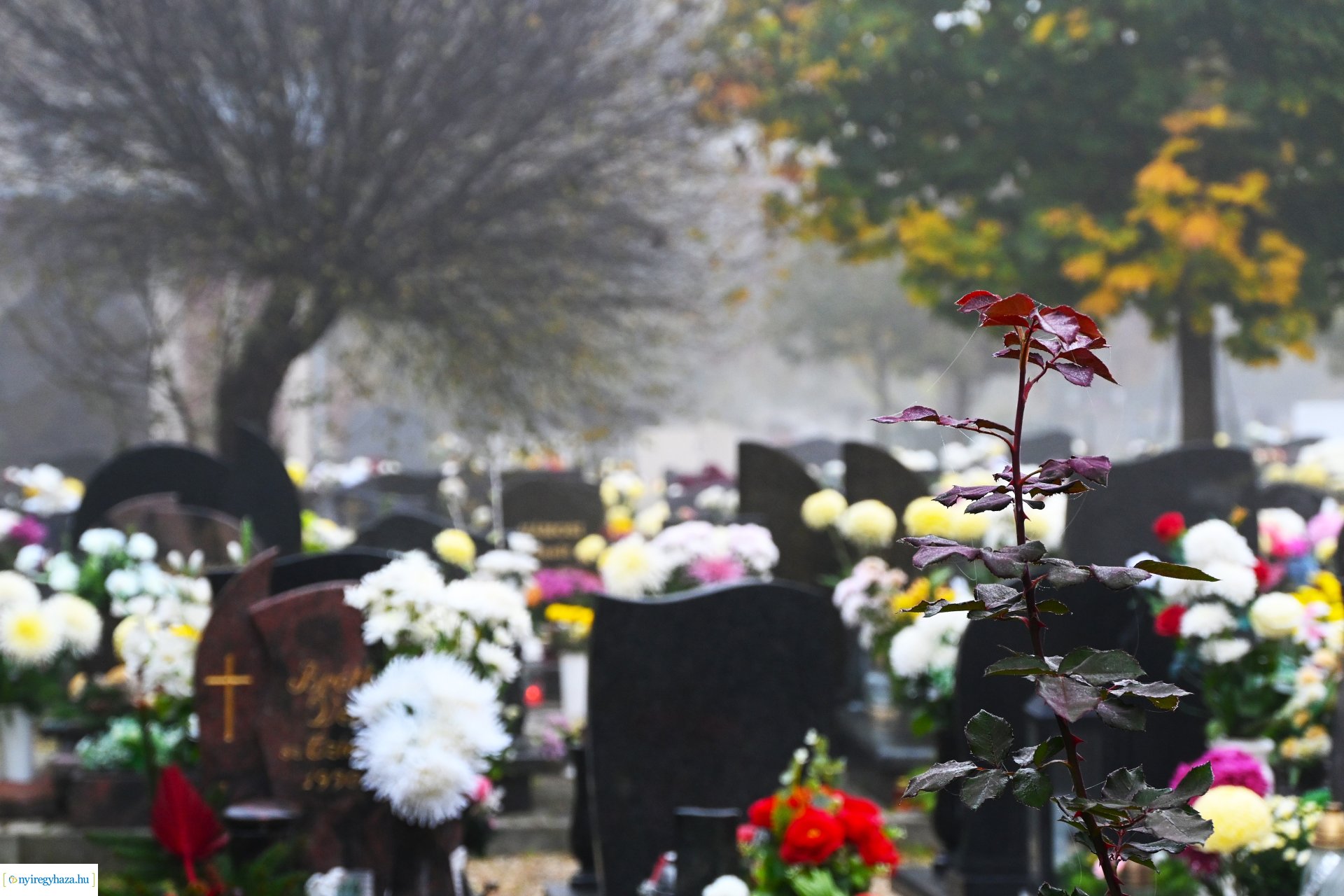 Virágözön az Északi temetőben