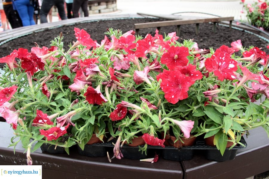 Virágültetés a Kossuth téren 20230530