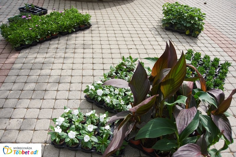 Virágültetés iskolásokkal