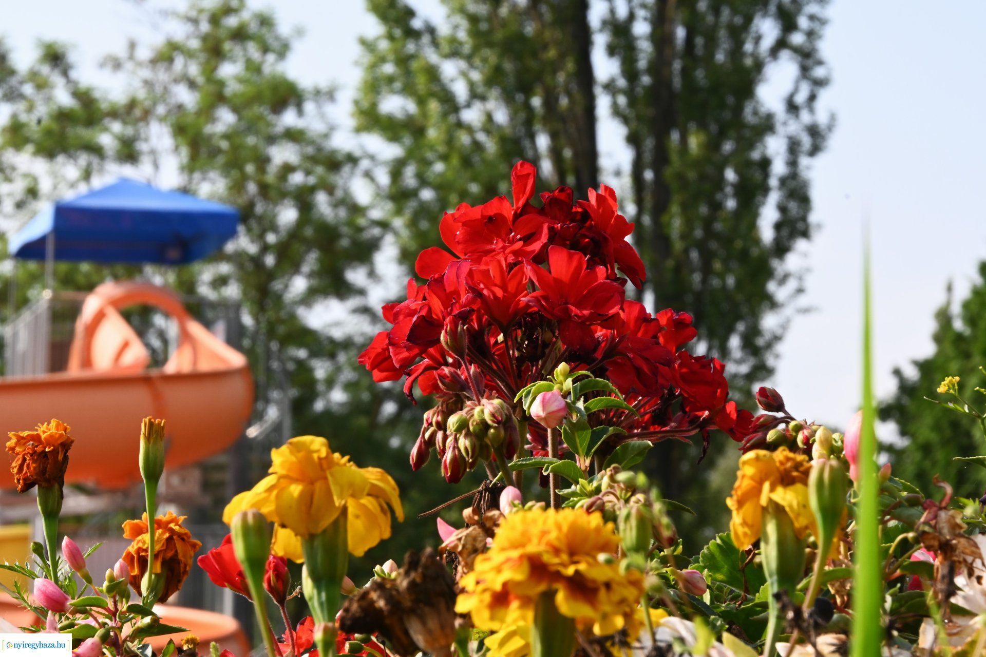 Vízminőség ellenőrzés a Tófürdőn