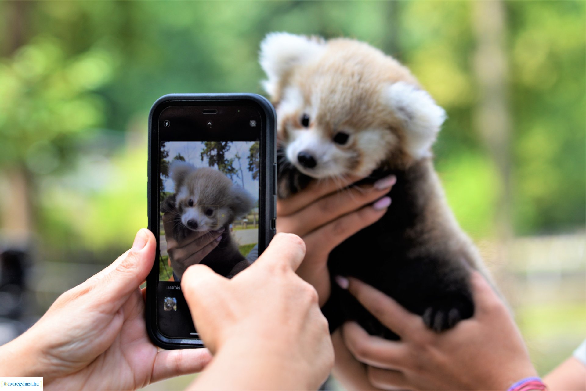 Vörös panda született Nyíregyházán