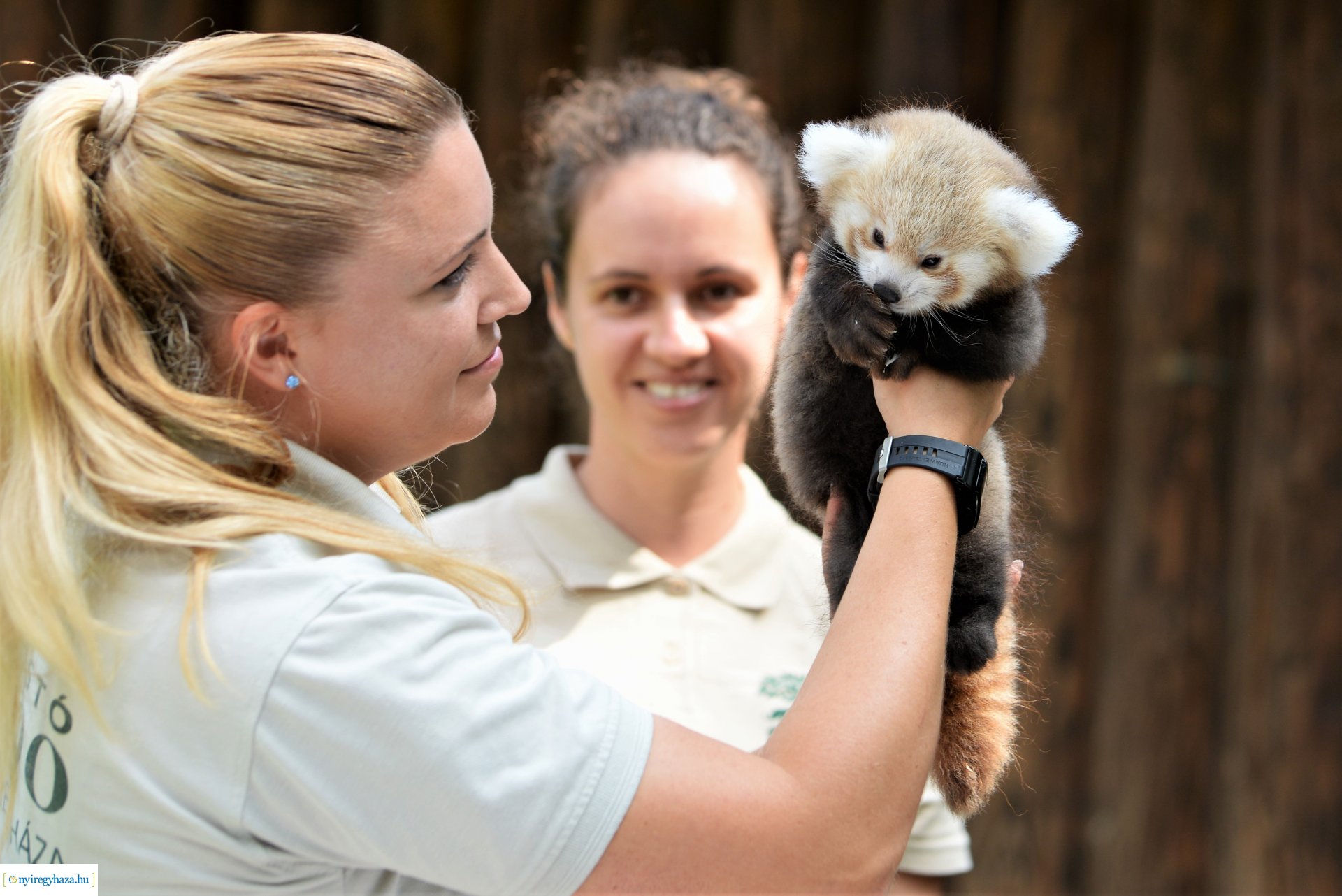 Vörös panda született Nyíregyházán