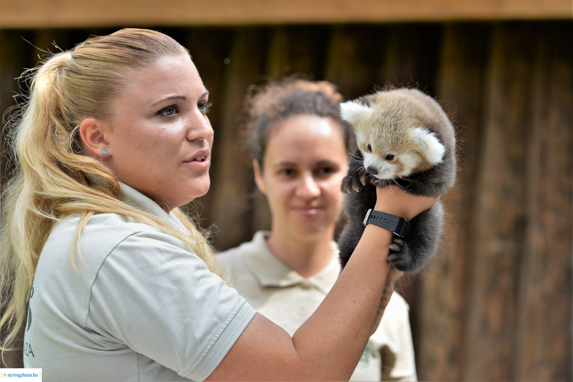 Vörös panda született Nyíregyházán