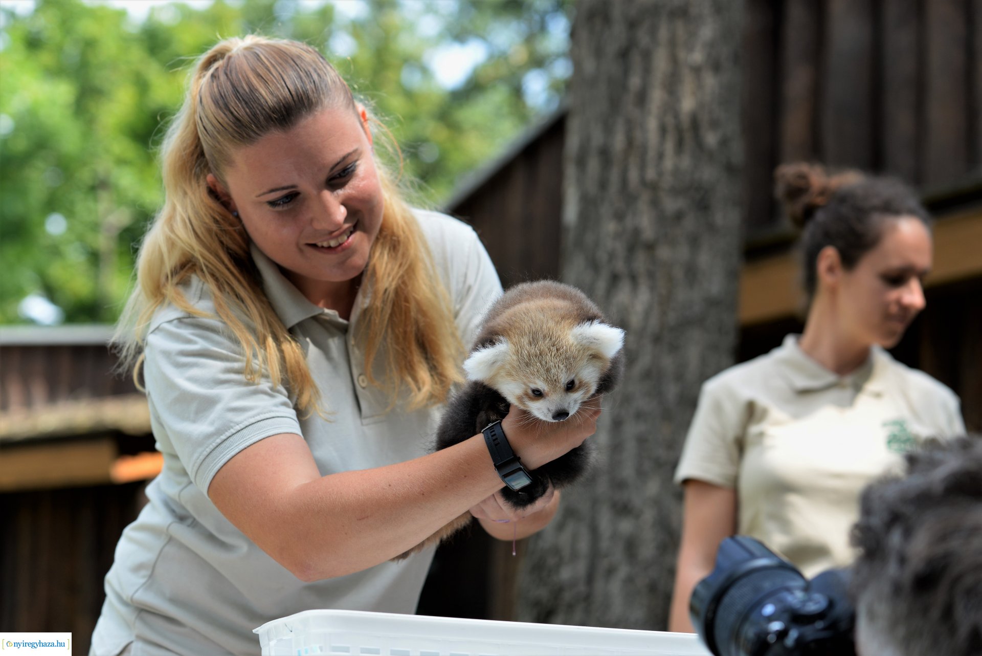 Vörös panda született Nyíregyházán