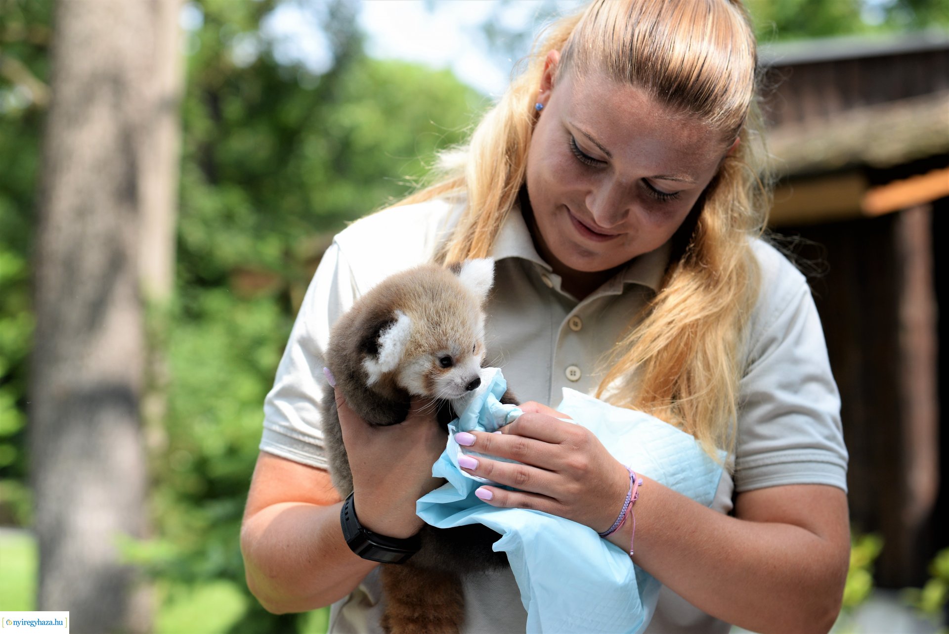 Vörös panda született Nyíregyházán