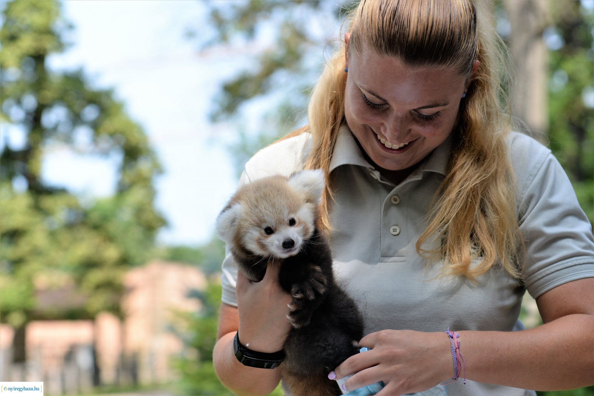 Vörös panda született Nyíregyházán