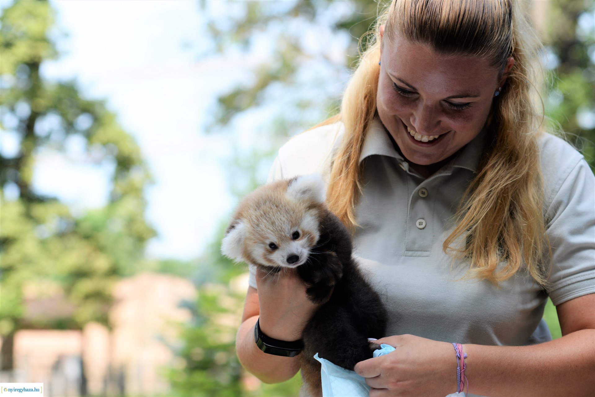 Vörös panda született Nyíregyházán