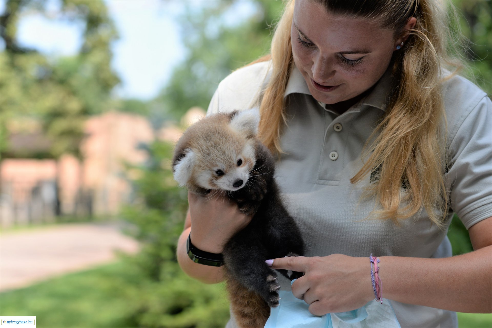 Vörös panda született Nyíregyházán