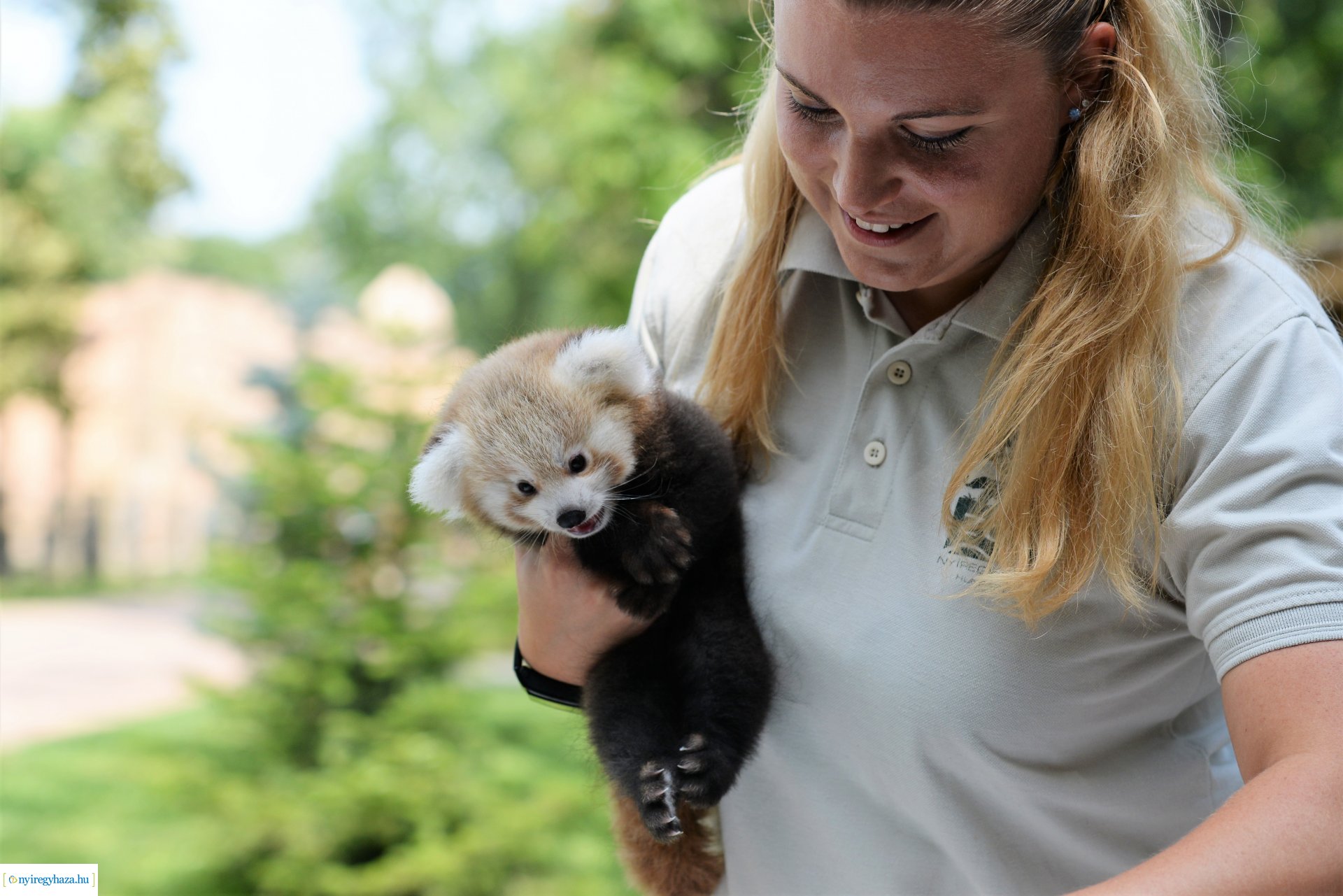 Vörös panda született Nyíregyházán