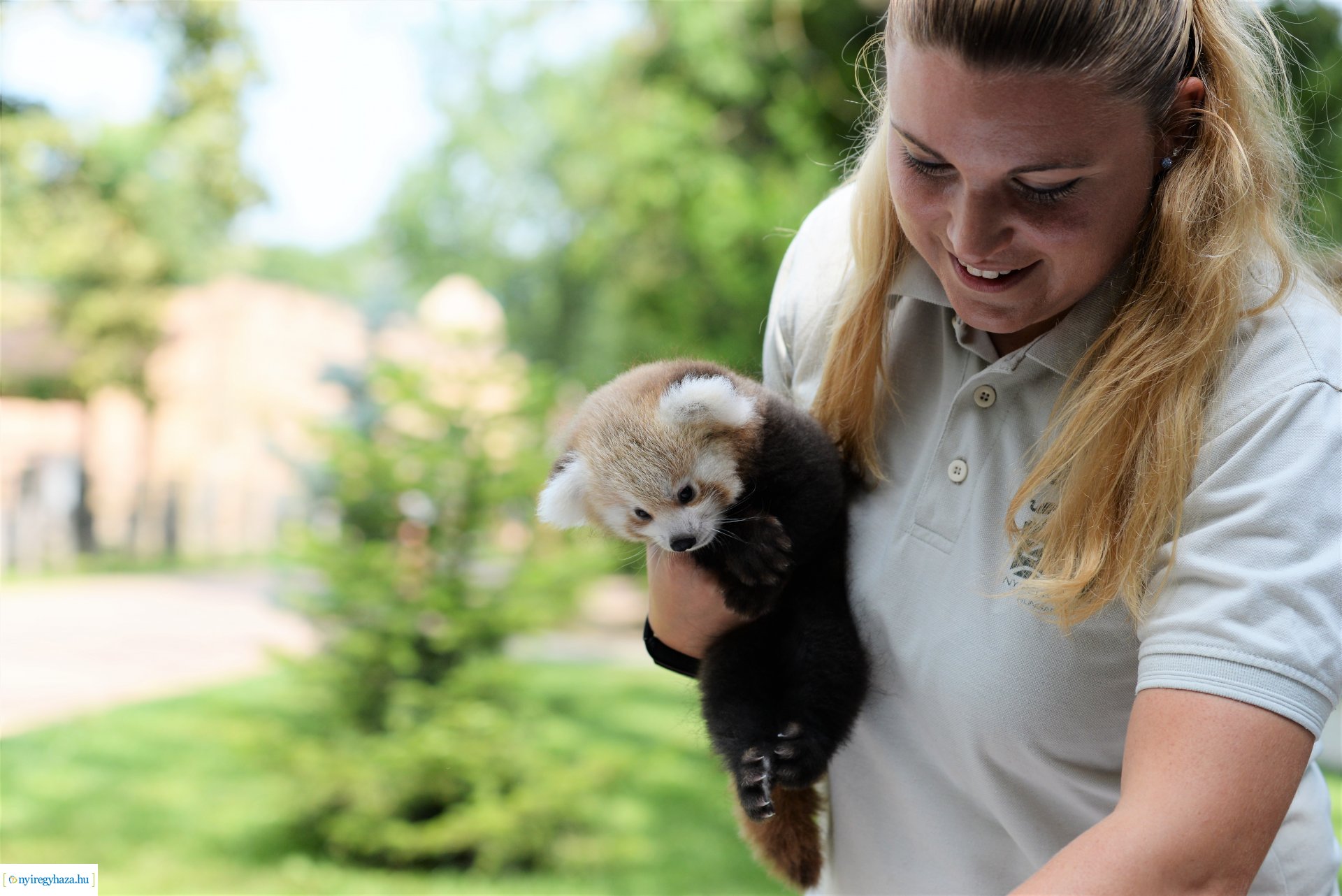 Vörös panda született Nyíregyházán