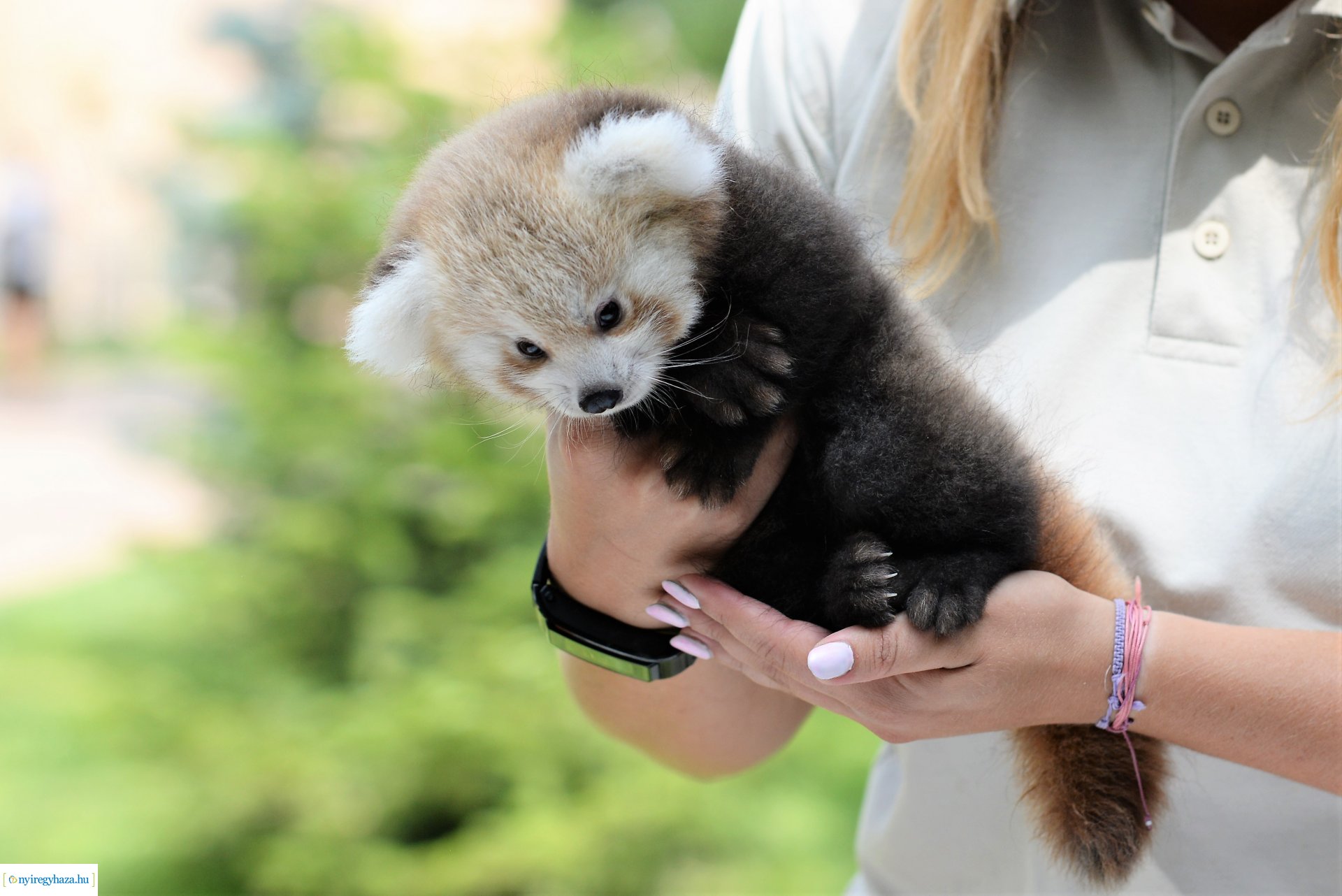 Vörös panda született Nyíregyházán