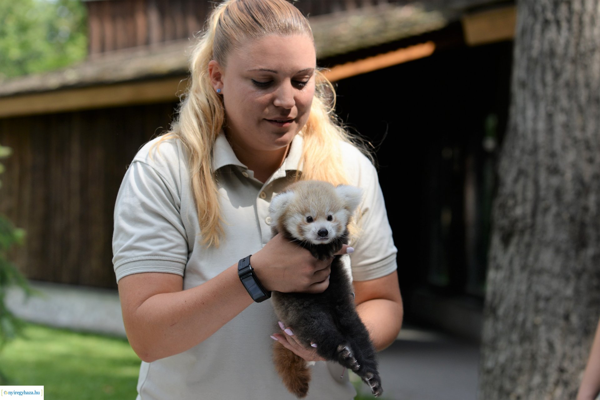 Vörös panda született Nyíregyházán