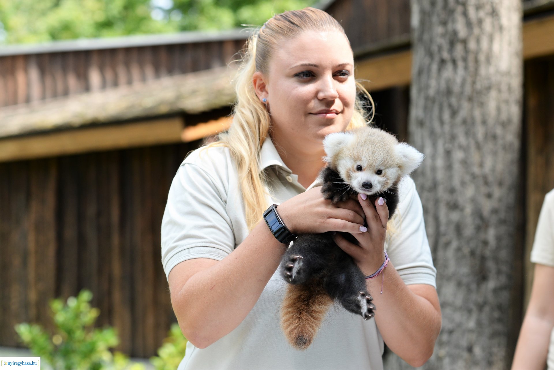 Vörös panda született Nyíregyházán