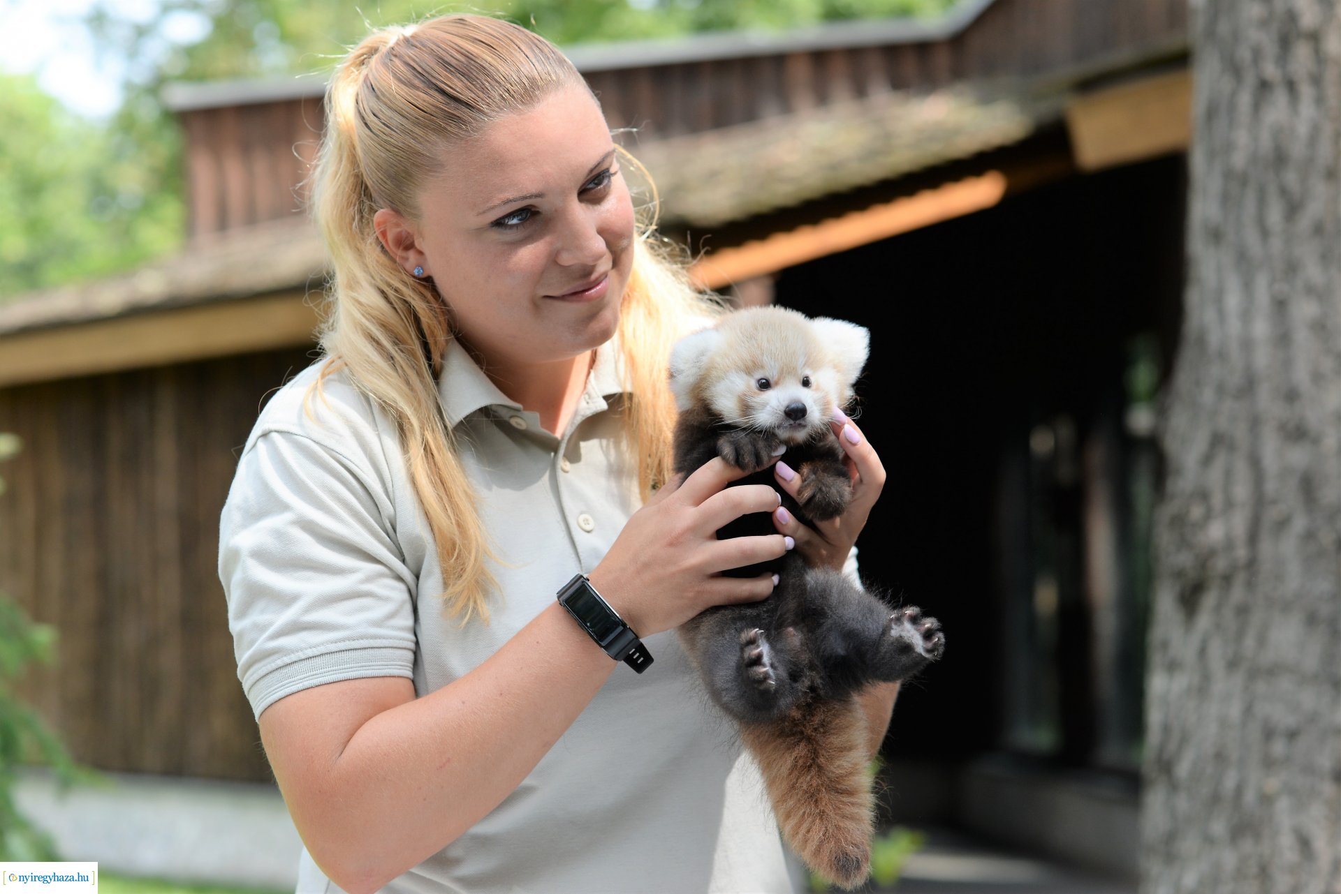 Vörös panda született Nyíregyházán