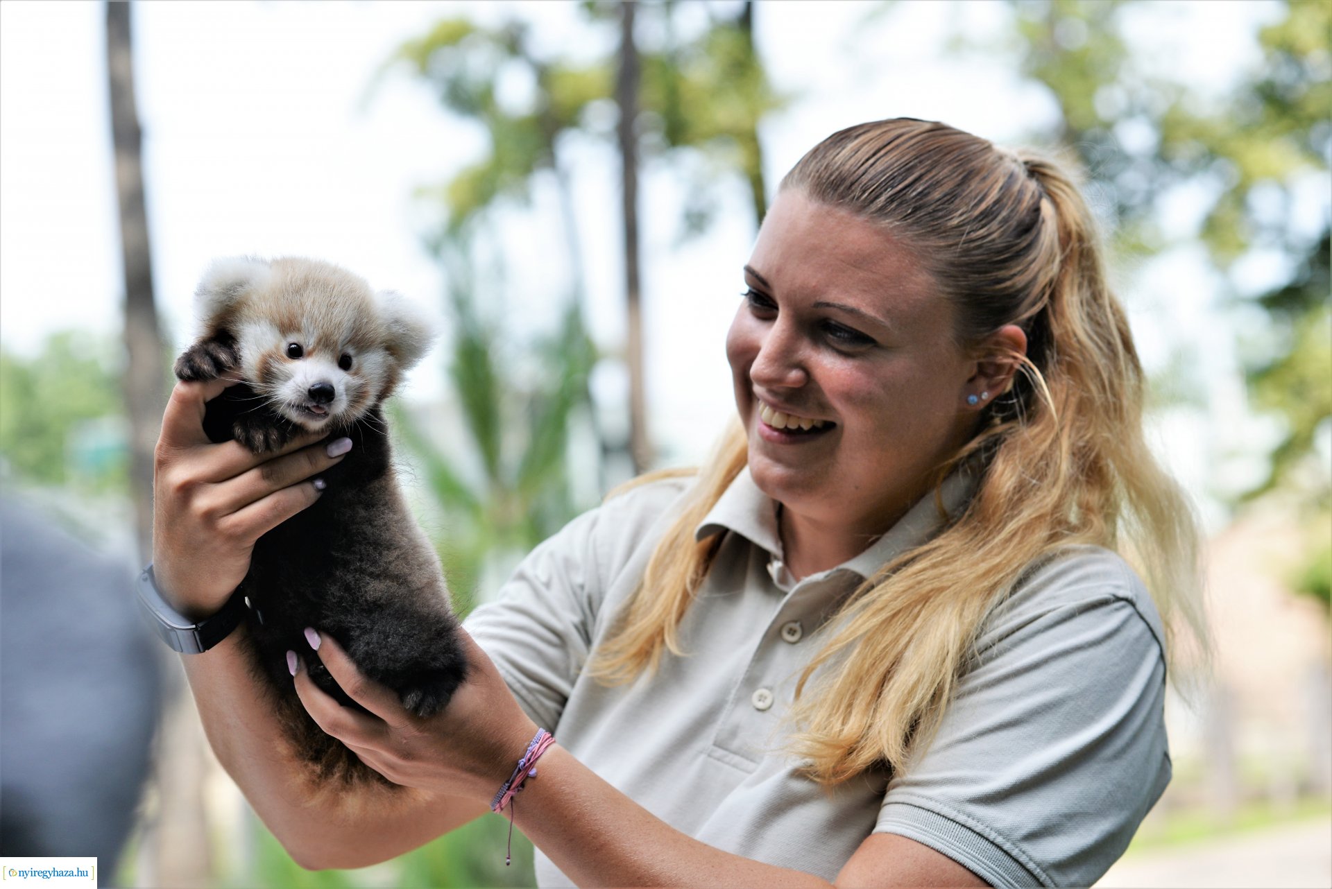 Vörös panda született Nyíregyházán