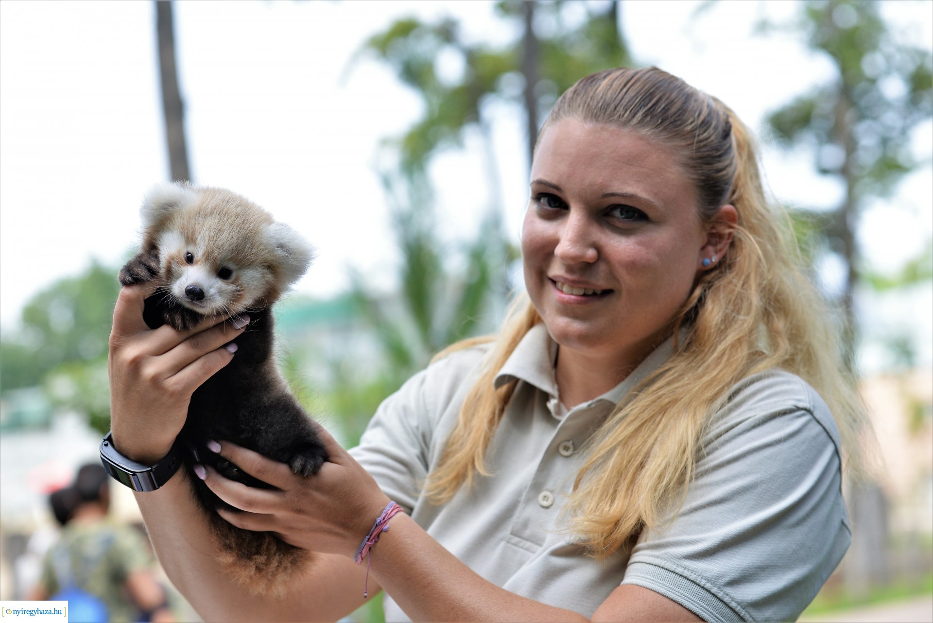 Vörös panda született Nyíregyházán