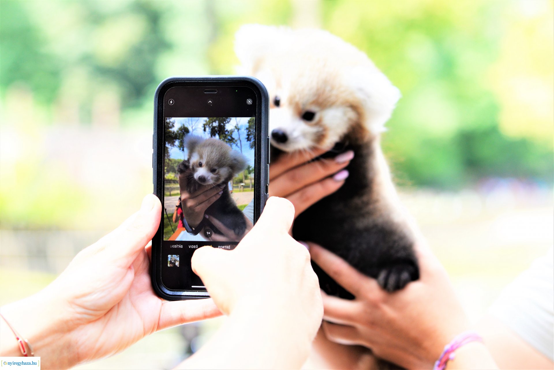 Vörös panda született Nyíregyházán