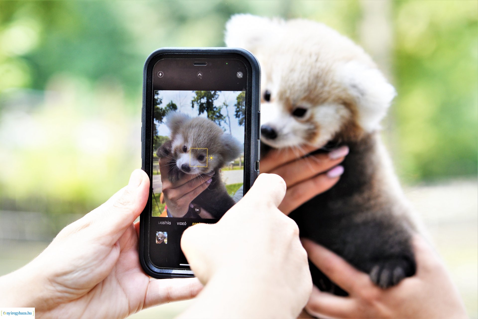 Vörös panda született Nyíregyházán