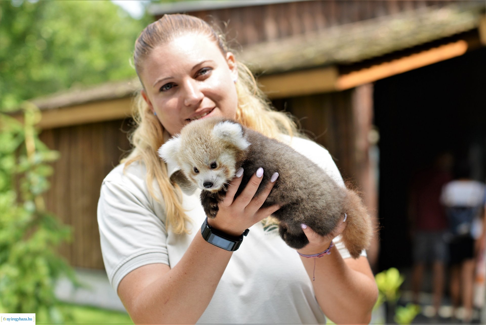 Vörös panda született Nyíregyházán