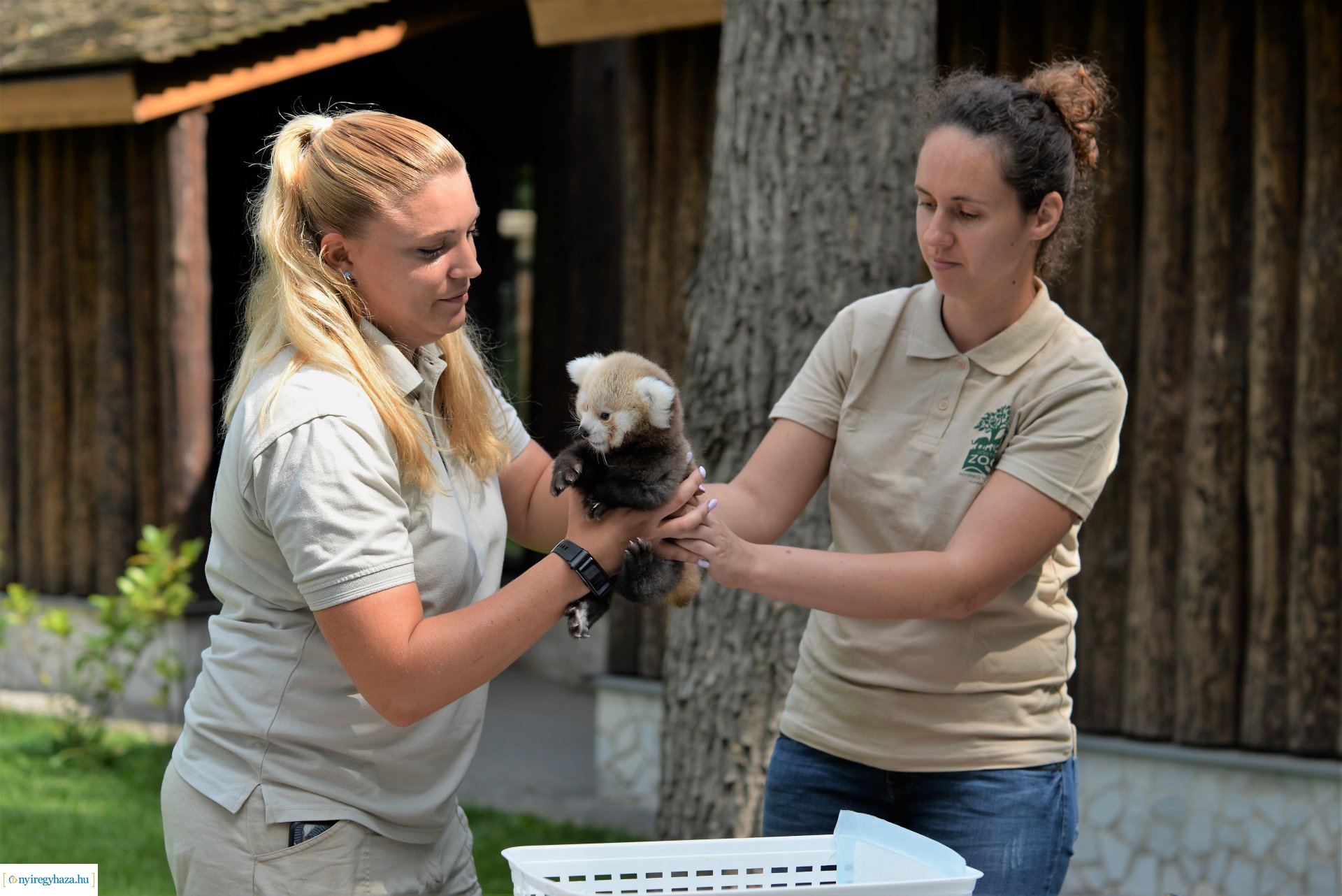 Vörös panda született Nyíregyházán