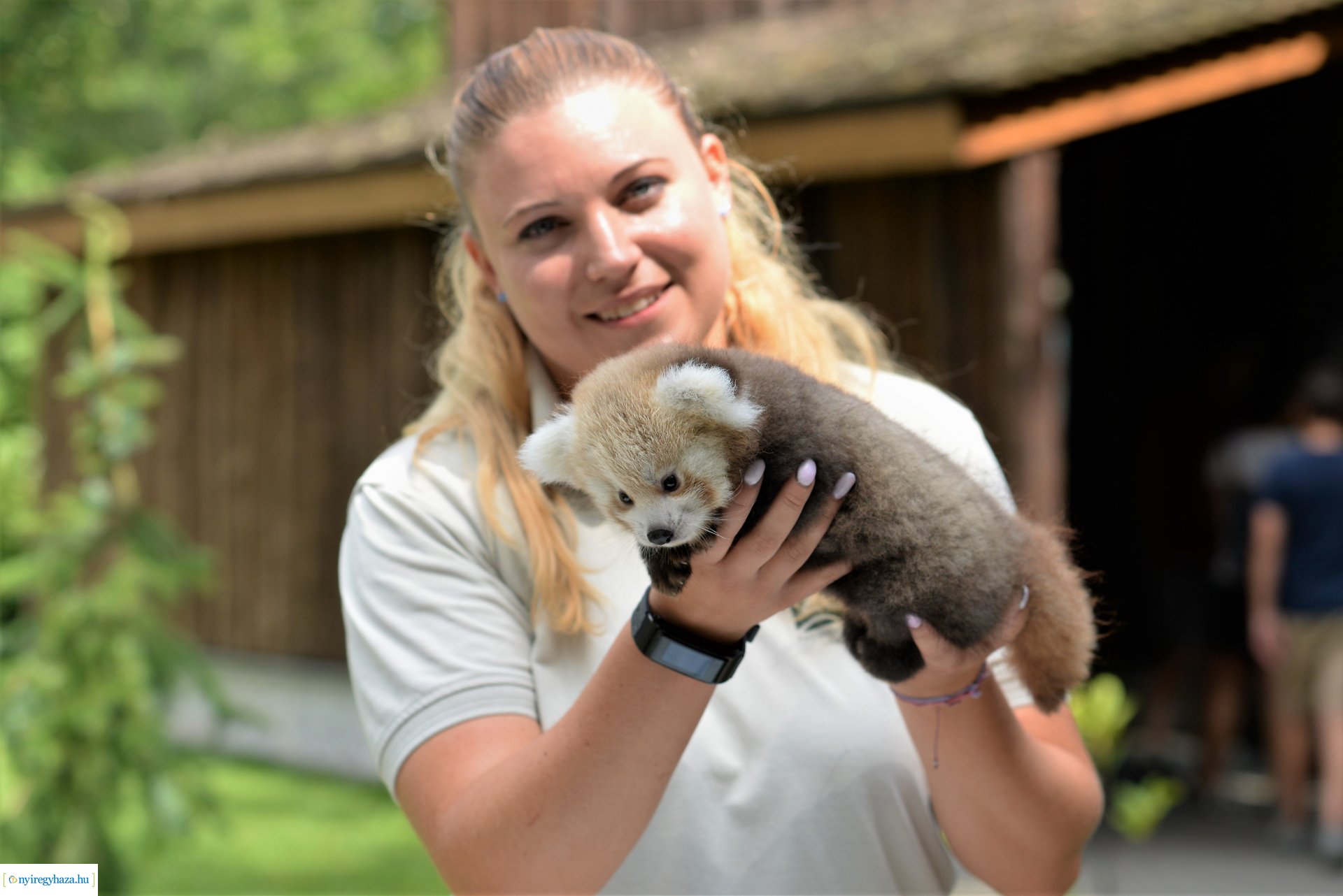 Vörös panda született Nyíregyházán