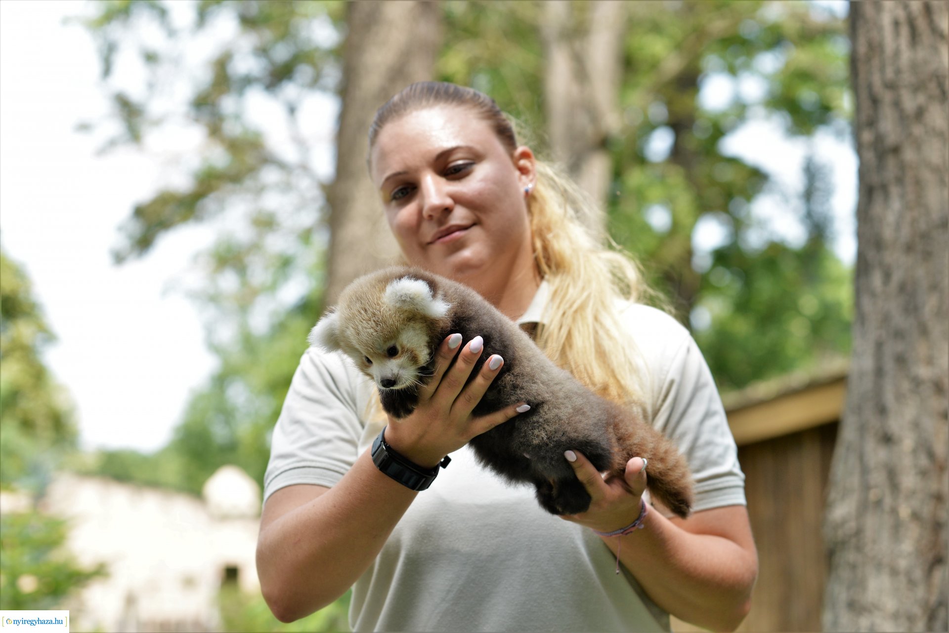 Vörös panda született Nyíregyházán