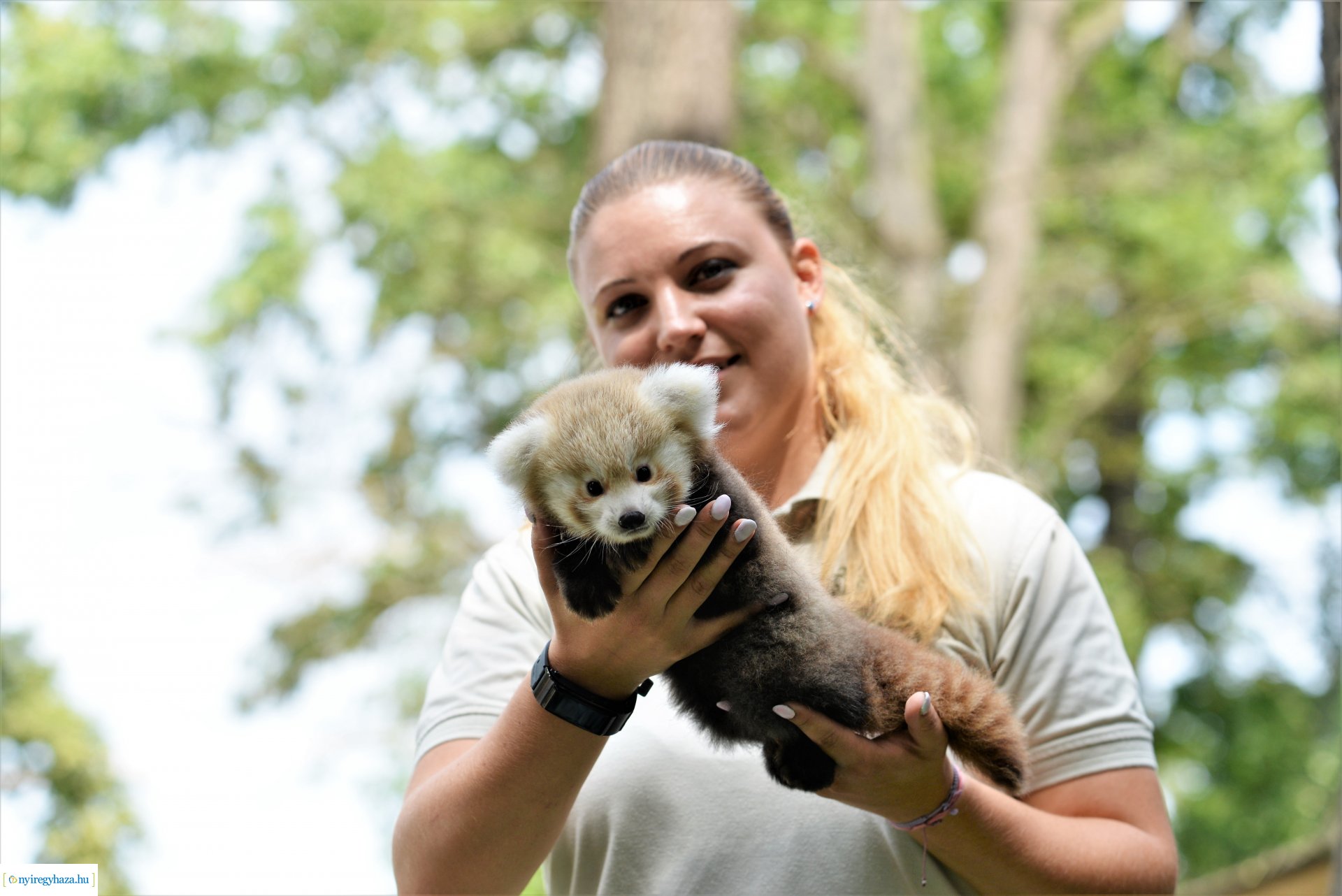 Vörös panda született Nyíregyházán
