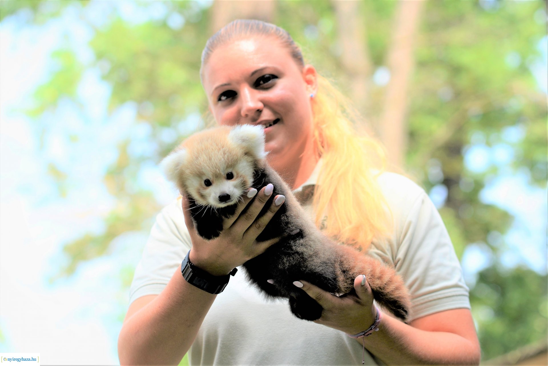 Vörös panda született Nyíregyházán