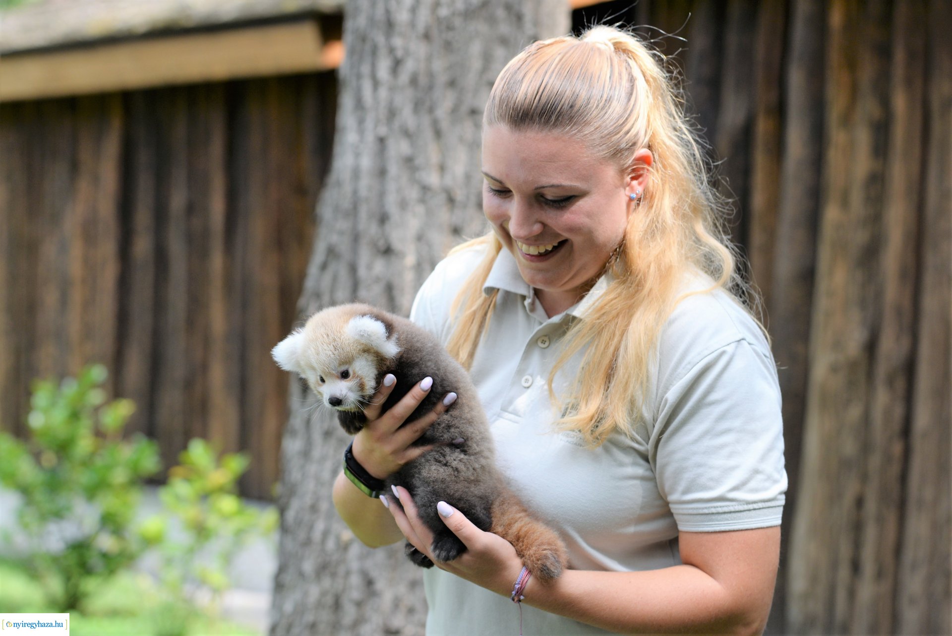 Vörös panda született Nyíregyházán