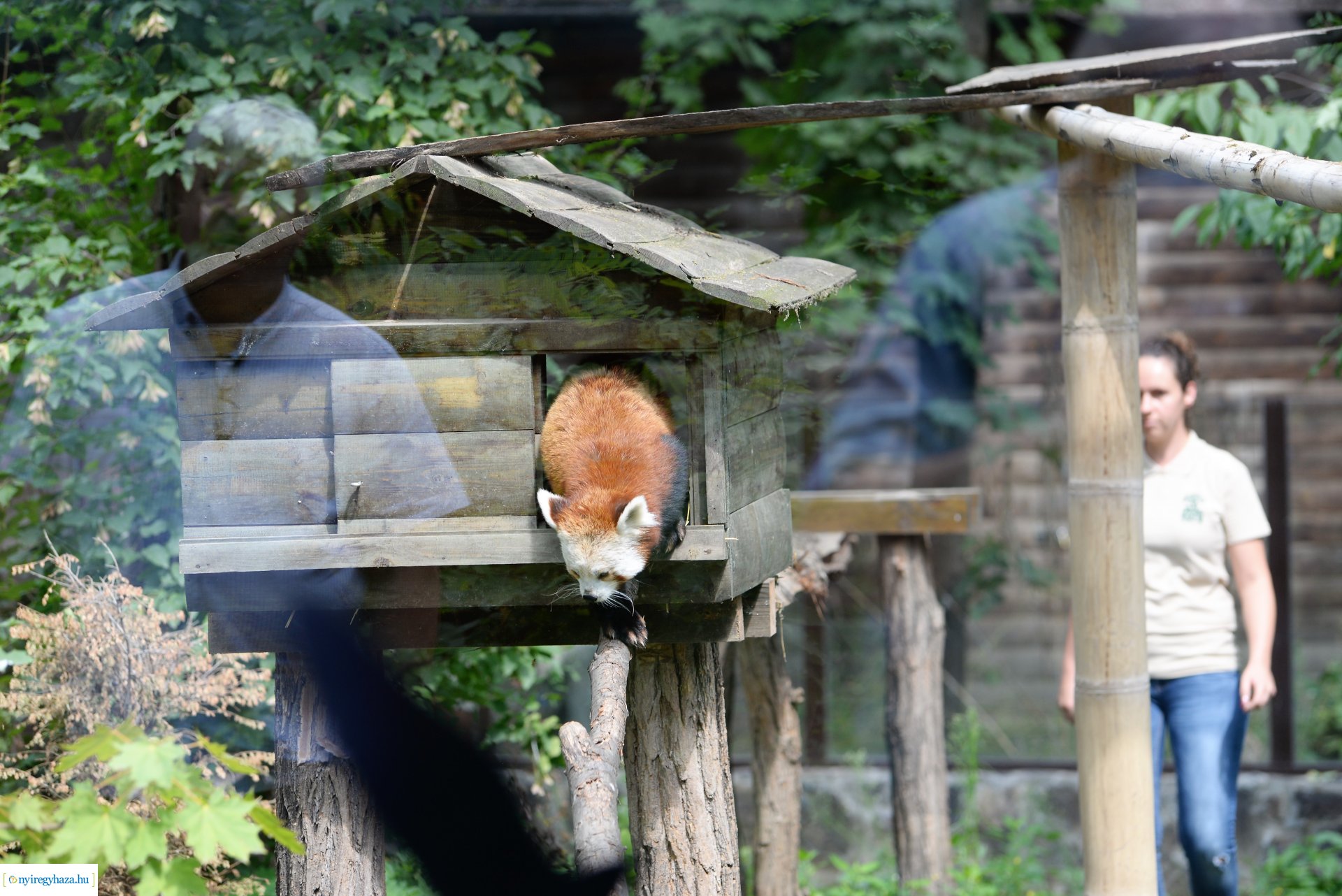 Vörös panda született Nyíregyházán