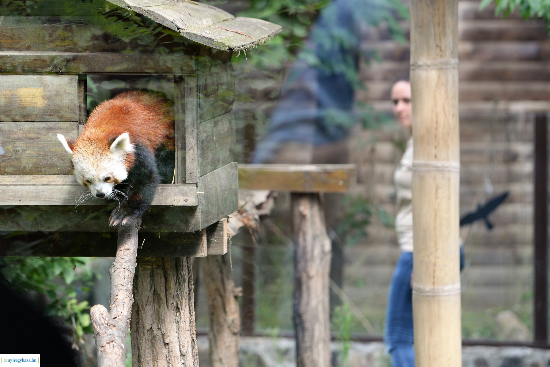 Vörös panda született Nyíregyházán