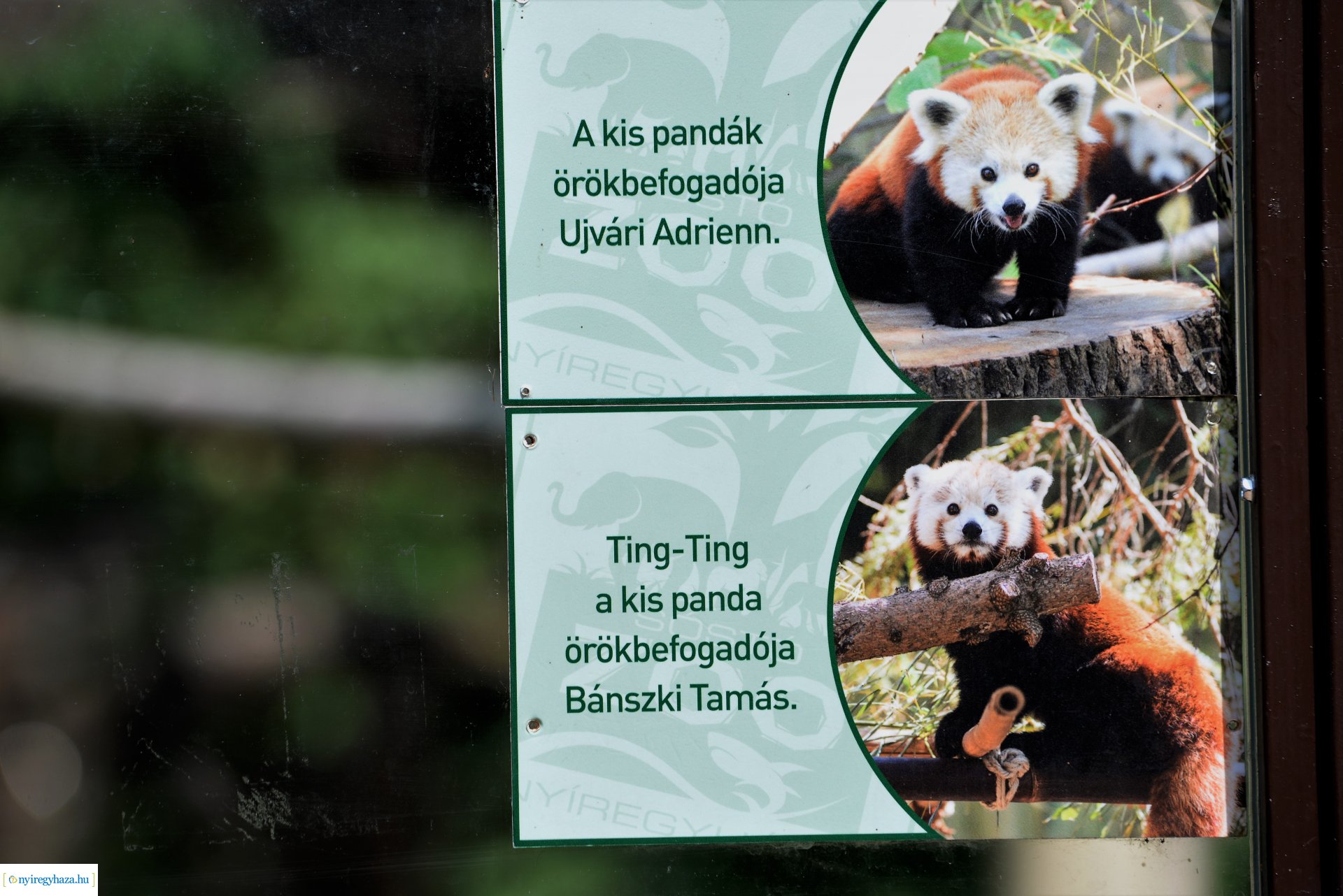 Vörös panda született Nyíregyházán