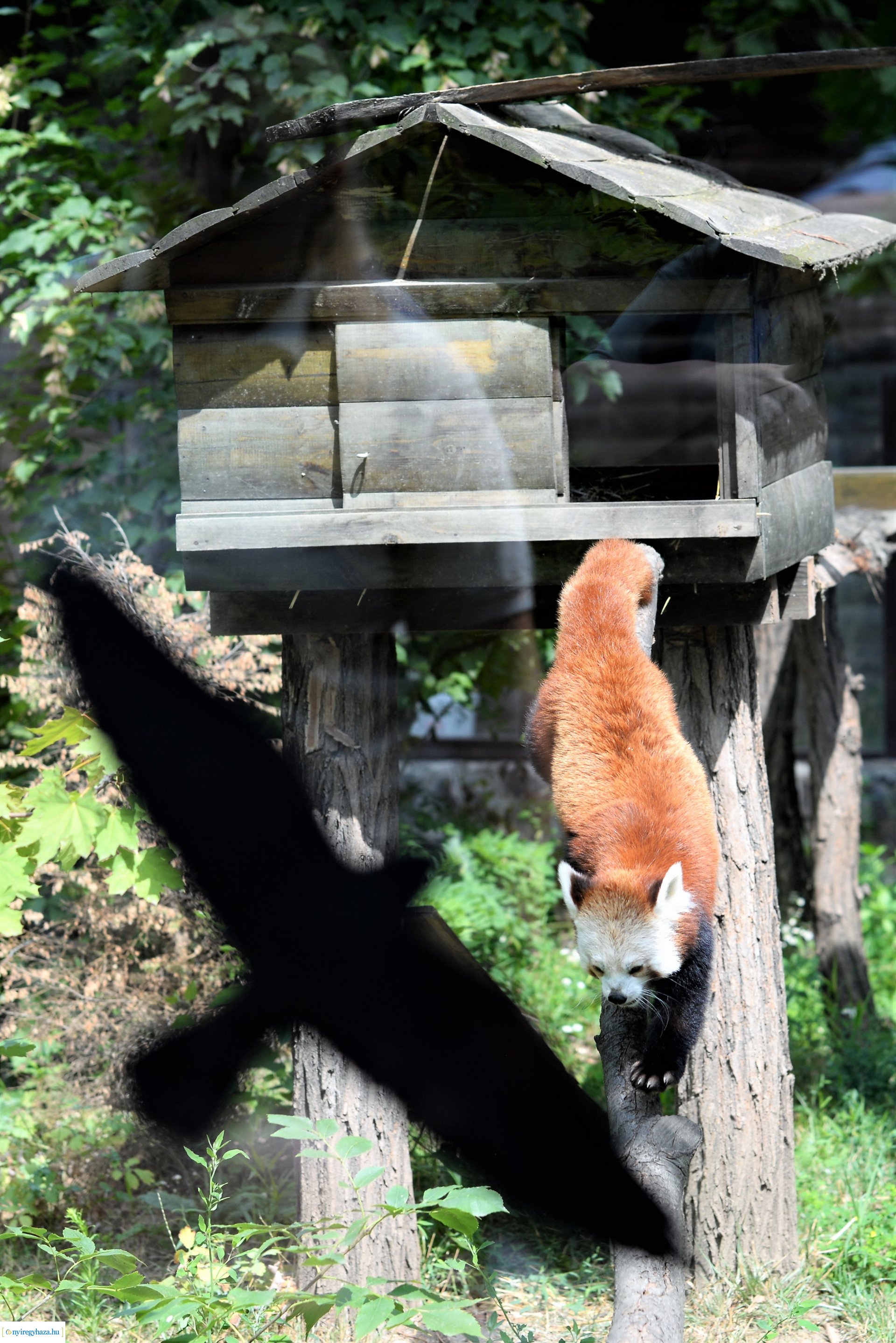 Vörös panda született Nyíregyházán