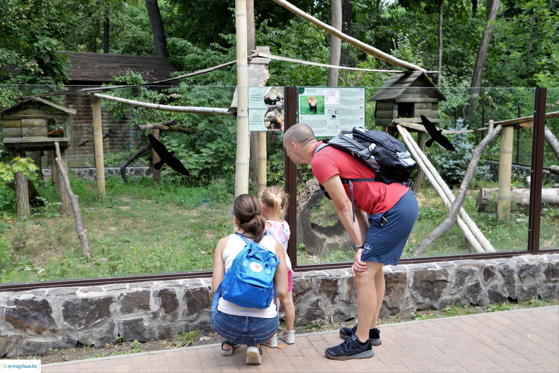 Vörös panda született Nyíregyházán