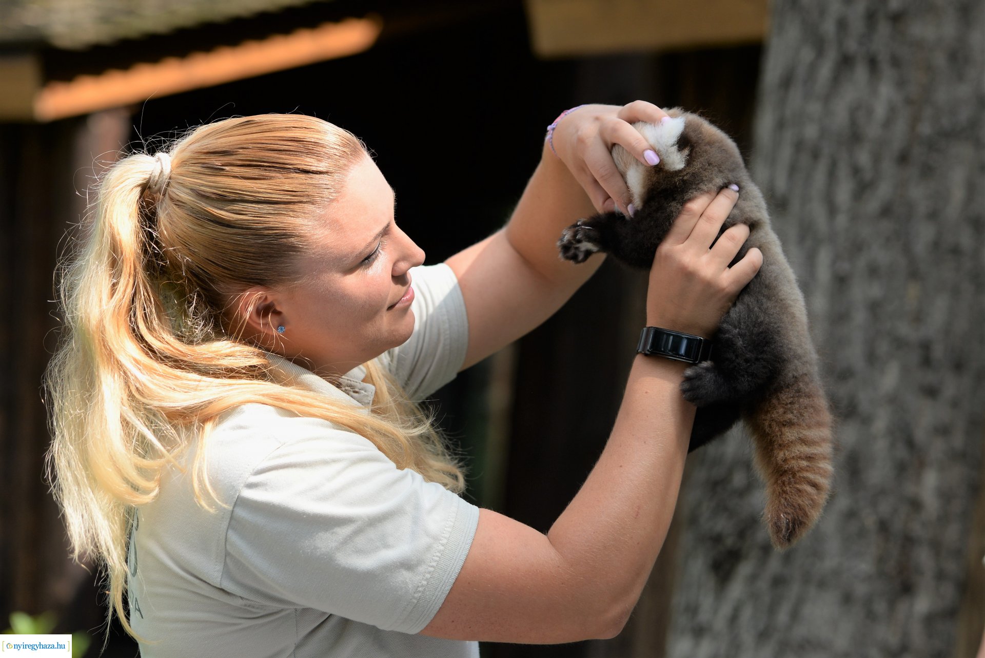 Vörös panda született Nyíregyházán